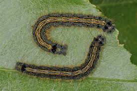 Attēlu rezultāti vaicājumam “Malacosoma neustria”