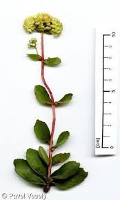 Attēlu rezultāti vaicājumam “Hylotelephium maximum flower”