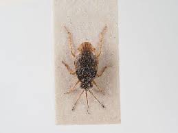 Attēlu rezultāti vaicājumam “Saldula saltatoria”