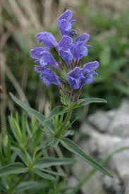 Attēlu rezultāti vaicājumam “Dracocephalum ruyschiana”