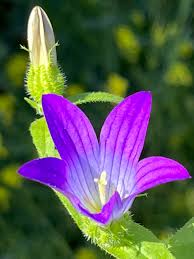 Image result for Campanula strigosa