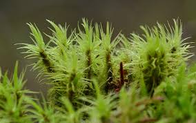 Attēlu rezultāti vaicājumam “Dicranum bonjeanii”