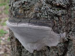 Attēlu rezultāti vaicājumam “Phellinus tremulae”