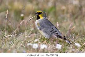 Attēlu rezultāti vaicājumam “Xanthogramma sp. male”