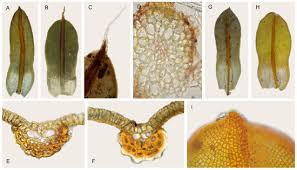 Attēlu rezultāti vaicājumam “Heterotrichia obvelata (syn. Arcyria obvelata) stalked”