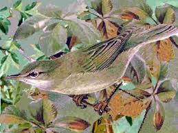 Image result for Hippolais caligata