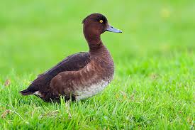 Attēlu rezultāti vaicājumam “Aythya fuligula female”