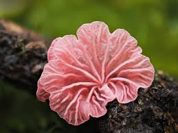 Attēlu rezultāti vaicājumam “Ophiotheca chrysosperma macro”