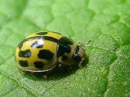 Attēlu rezultāti vaicājumam “Propylea quatuordecimpunctata”