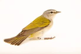 Image result for Vermivora peregrina