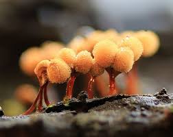 Attēlu rezultāti vaicājumam “Hemitrichia calyculata stalked”