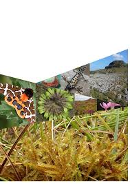 Attēlu rezultāti vaicājumam “Hamatocaulis vernicosus”