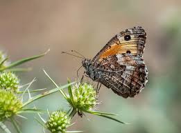 Attēlu rezultāti vaicājumam “Hipparchia semele”