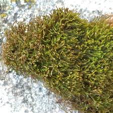 Attēlu rezultāti vaicājumam “Anastrophyllum minutum”