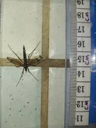 Attēlu rezultāti vaicājumam “Dictenidia bimaculata male”