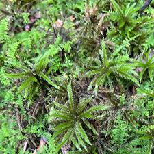 Attēlu rezultāti vaicājumam “Climacium dendroides sporophyte”
