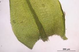 Attēlu rezultāti vaicājumam “Sciuro-hypnum populeum”