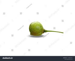 Attēlu rezultāti vaicājumam “Polygonatum verticillatum fruit”