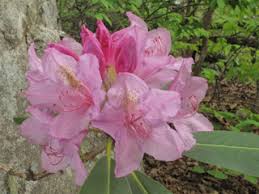 Attēlu rezultāti vaicājumam “Rhododendron catawbiense flower”