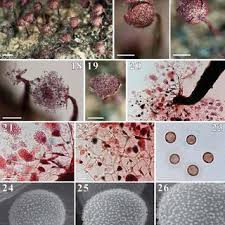 Attēlu rezultāti vaicājumam “Cribraria purpurea plasmodium”