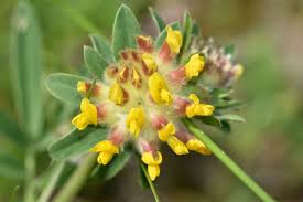 Attēlu rezultāti vaicājumam “Anthyllis vulneraria leaf”