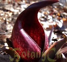 Attēlu rezultāti vaicājumam “Comarum palustre fruit”