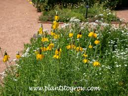 Image result for Ratibida columnifera