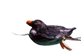 Image result for Fratercula cirrhata