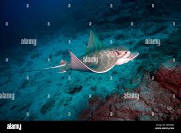 Image result for Aetomylaeus bovinus