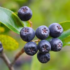 Attēlu rezultāti vaicājumam “Aronia melanocarpa fruit”