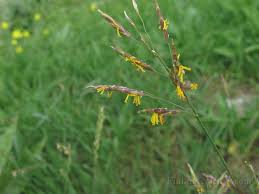 Attēlu rezultāti vaicājumam “Bromopsis inermis”