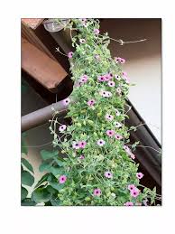 Image result for schwarzäugige Susanne