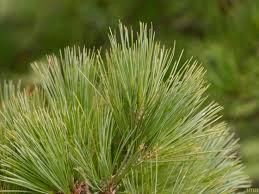 Attēlu rezultāti vaicājumam “Pinus peuce”
