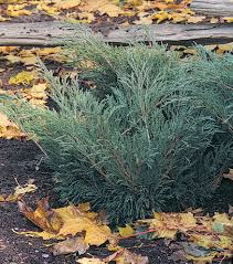 Attēlu rezultāti vaicājumam “Juniperus sabina”