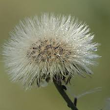 Attēlu rezultāti vaicājumam “Hieracium murorum flower”