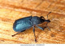 Attēlu rezultāti vaicājumam “Magdalis sp.”