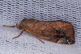 Attēlu rezultāti vaicājumam “Cosmia pyralina”