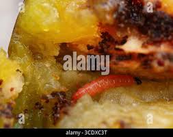 Attēlu rezultāti vaicājumam “Grapholita funebrana larva”