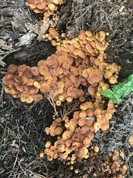 Attēlu rezultāti vaicājumam “Xeromphalina campanella”