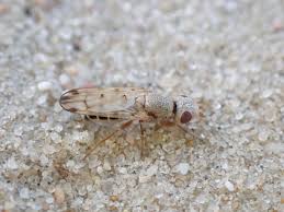 Attēlu rezultāti vaicājumam “Tetanops myopina”