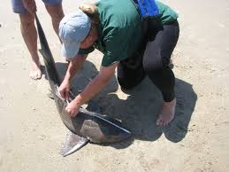 Image result for Triakis megalopterus