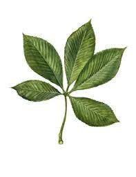 Attēlu rezultāti vaicājumam “Aesculus flava leaf”