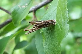 Attēlu rezultāti vaicājumam “Psyche casta”