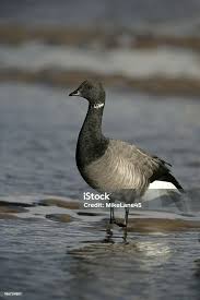 Attēlu rezultāti vaicājumam “Branta bernicla”