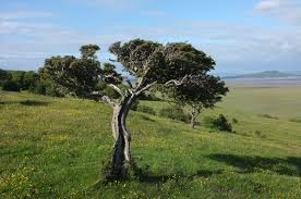 Attēlu rezultāti vaicājumam “Crataegus monogyna subsp. nordica”