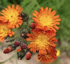 Attēlu rezultāti vaicājumam “Pilosella aurantiaca flower”
