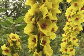 Image result for Verbascum nigrum