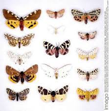 Attēlu rezultāti vaicājumam “Phragmatobia fuliginosa imago”