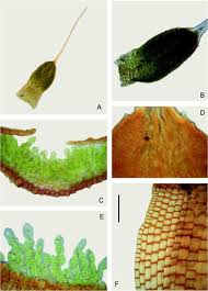 Attēlu rezultāti vaicājumam “Aloina rigida”