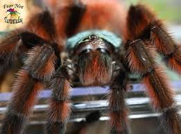 Attēlu rezultāti vaicājumam “Badhamia versicolor”